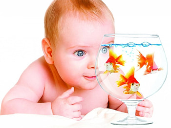 Fasination, baby, fish, white, bowl HD wallpaper