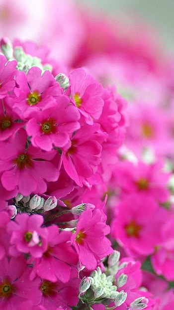 Pink, Pink Colour Flowers HD phone wallpaper