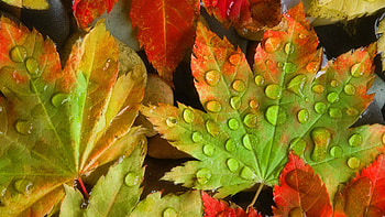 Autumn leaves, fall, drops, colors, beautiful, nice, background, falling, leaves, wet, pretty, autumn, nature, dew, lovely, foliage HD wallpaper