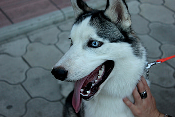 Animals, Dog, Muzzle, Sight, Opinion, Husky, Haska, Collar HD wallpaper