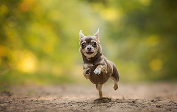 Chihuahua in , Captivating , Cute and charming, Stunning visuals HD wallpaper