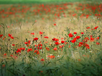Plants, Flowers, Poppies HD wallpaper