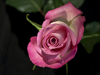 Rose, purple, lovely, flower HD wallpaper