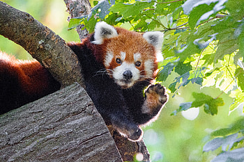 Funny, Animals, Animal, Red Panda, Paw HD wallpaper