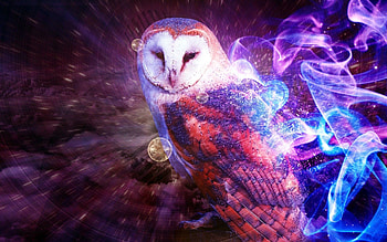 Cartoon Owl - afari HD wallpaper