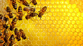 Beehive, bee , Nature HD wallpaper