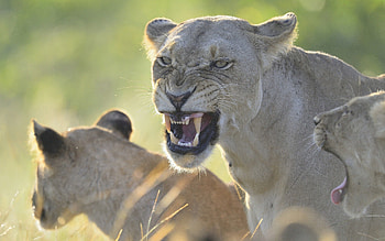 Animals, Aggression, Grin, Lion, Predator, Lioness, Anger HD wallpaper