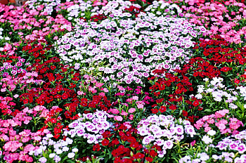 Flower Flora, pink, field, red, flower HD wallpaper