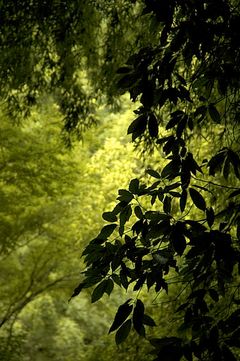 Nature, Leaves, Branch, Wind HD phone wallpaper