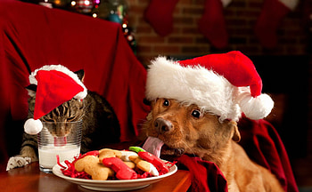 Christmas feast, kitten, dog, dinner, kitty, nice, holiday, plate, feast, new year, friends, milk, table, eating, cat, beautiful, food, puppy, pretty, christmas, lunch, lights, red, funny, joy, lovely HD wallpaper