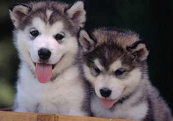 Husky puppies, Energetic playmates, Playful furballs, High-quality HD wallpaper