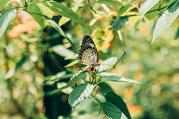 Leaves, Macro, Branch, Insect, Butterfly HD wallpaper