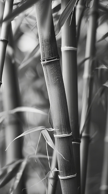 Serene Bamboo Greyscale, bamboo HD phone wallpaper