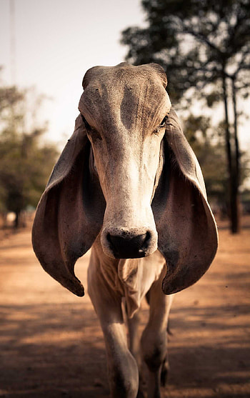 The Indu-Brasil, Cow HD phone wallpaper