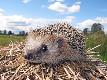 Animals, Grass, Muzzle, Hedgehog, Dry Branches HD wallpaper