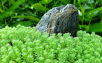 Grass, Rock, Macro, Stone HD wallpaper