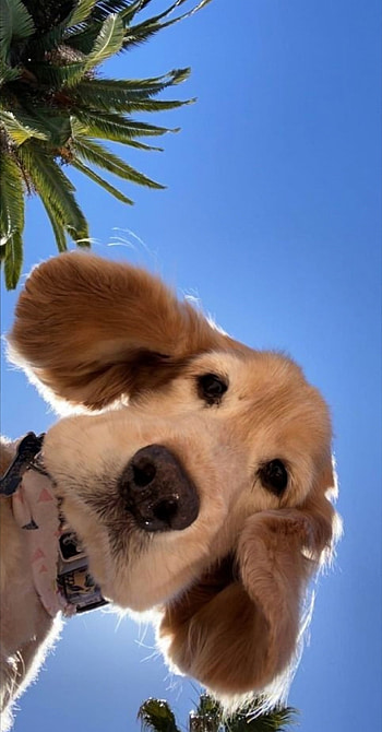 Dog, funny HD phone wallpaper