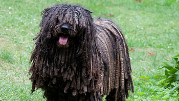 Underrated dog breeds, Can you identify, HowStuffWorks HD wallpaper