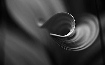 Background, Macro, Sheet, Leaf, Bw, Chb, Bend HD wallpaper