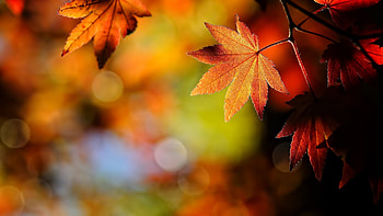 Sunlit fall foliage, Depth of field, Natural beauty, Autumnal atmosphere HD wallpaper