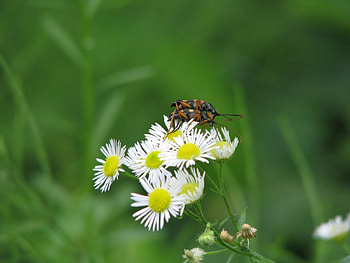 Plants, Flowers, Insects, Camomile HD wallpaper