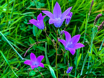 Floare de camp, ser, ger, aer, cer HD wallpaper