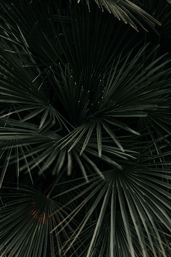 Dark Green, Leaves, Plant, Macro, Palm, Branches, Tropical HD phone wallpaper