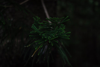 Plant, Dark, Wood, Tree, Branch HD wallpaper
