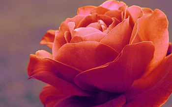 Plant, Macro, Rose Flower, Rose, Petals HD wallpaper