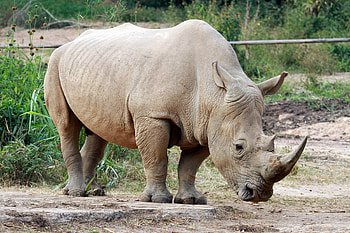 Rhino facts, Diverse species, Unique diet, Classification insights HD wallpaper