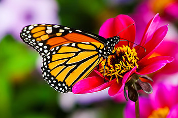 For my friend Cherie (MONARCH), animal, monarch, flower, nature, insect HD wallpaper