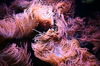 Coral, underwater, plants HD wallpaper