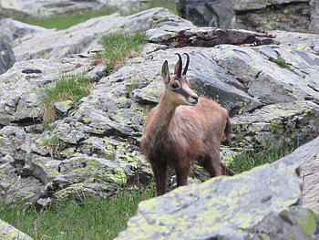 Northern chamois, European wildlife, Stunning graphs, Wildlife conservation HD wallpaper