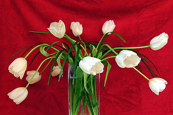 Pretty white tulips, white, vase, beautiful, tulips, nice, tender, still life, background, delicate, pretty, red, flowers, lovely HD wallpaper