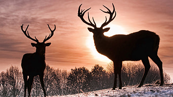 Animals, Nature, Deers, Silhouette, Shadow, Stroll HD wallpaper