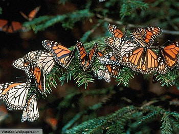 butterflies, monarch, nature, tree HD wallpaper