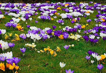 Crocuse Field, art , field, crocuse flowers, fullcolours, beautiful HD wallpaper