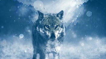 Wolf , Striking visuals, Powerful presence, Stunning details HD wallpaper
