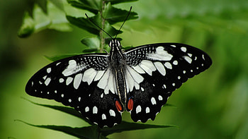 Black and White Butterfly 1, animal, wide screen, wildlife, butterfly, graphy HD wallpaper