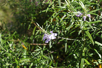 Coastal westringia, Rosemary (Herb) HD wallpaper