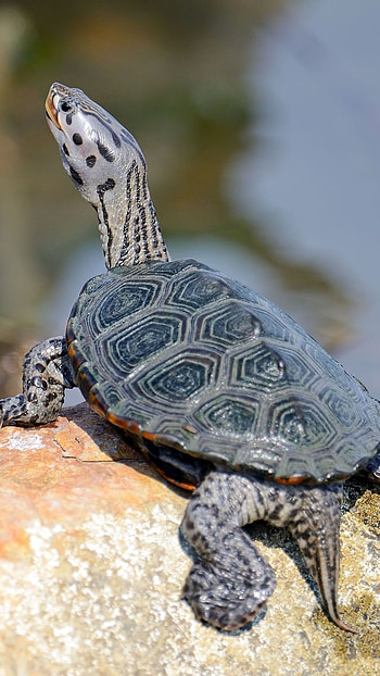 Turtle, Sea Animal HD phone wallpaper