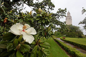 36 hours in Baton Rouge, NY Times, Travels, Baton Rouge HD wallpaper