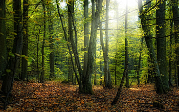 Forest, trees, leaves, nature HD wallpaper