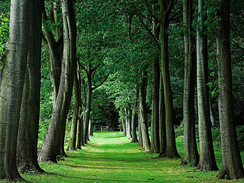 ALLEY IN THE FOREST, trees, alley, forest, green HD wallpaper