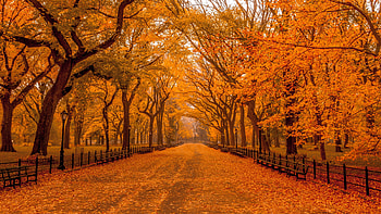 Central Park, autumn, new york, path HD wallpaper