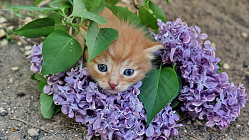 Lilac Kitten, animal, kitten, cat, flowers, lilac HD wallpaper