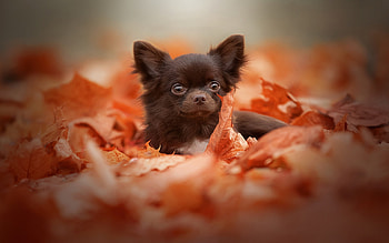 Brown Chihuahua with autumn leaves, Cute and small, Lovely pet, Beautiful HD wallpaper