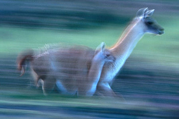 Lama in Motion, cool, lama, in motion HD wallpaper