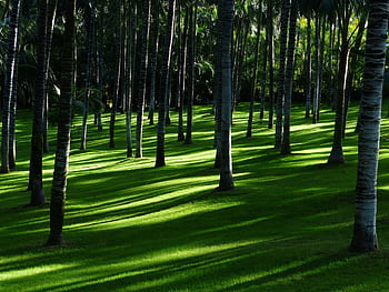Tranquil coconut palm grove casting gentle shadows on vibrant green grass. HD wallpaper