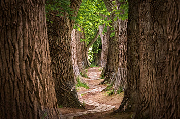 Pathway Through a Forest, trees, nature, forest, path HD wallpaper
